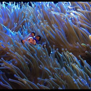 Meet your Posher, Carrie